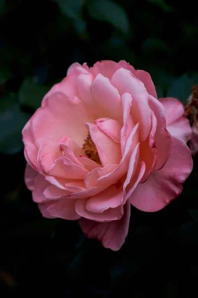 Неглибокий Фокус Рожевої Троянди Розмитому Зеленому Тлі — стокове фото