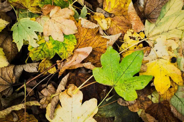 Close Shot Fallen Autumn Leaves — Fotografia de Stock