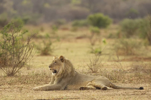 Ένα Λιοντάρι Της Νότιας Αφρικής Στη Σαβάνα — Φωτογραφία Αρχείου