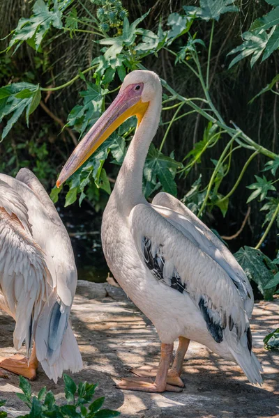 Selective Pink Backed Pelican Pelecanus Rufescens Green Park — стокове фото