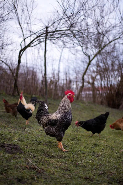 Flock Free Range Chickens Foraging Grasses Farm — Stock Photo, Image