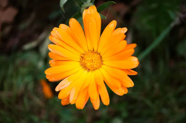 Close Shot Beautiful Bright Yellow Flower — стоковое фото