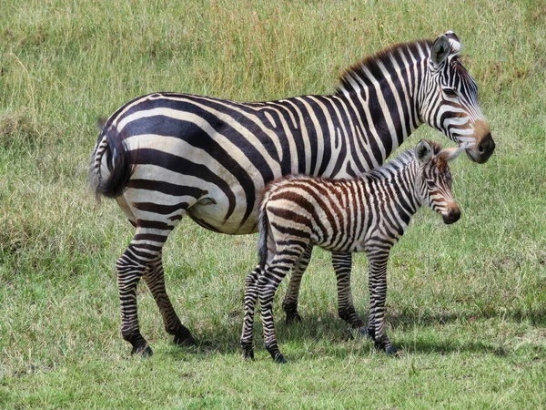 Mom Baby Zebras Field Serengeti National Park Africa — Stockfoto