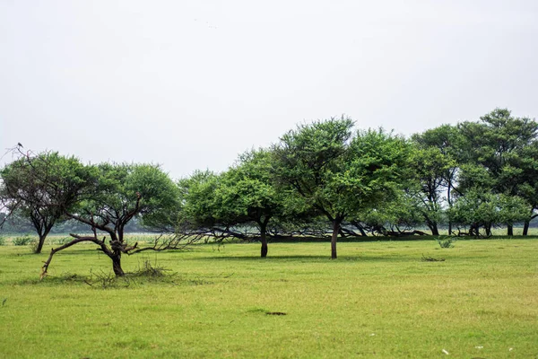 草原自然环境中一丛树的美丽形象 天空背景 — 图库照片