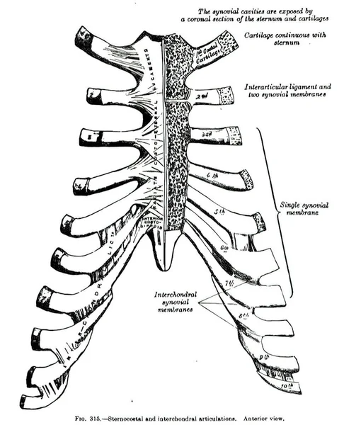 Uma Página Digitalizada Livro Anatomia Século Xix — Fotografia de Stock