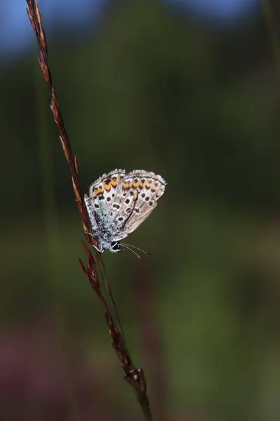 Close Shot Butterfly Sitting Plant Stem — 图库照片