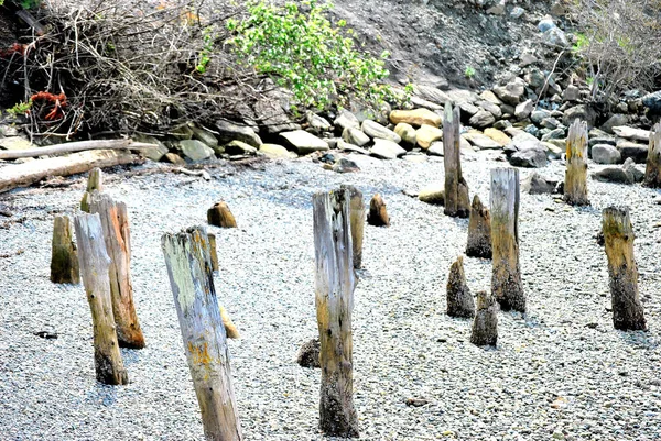 Closeup Wooden Stumps Beach — стоковое фото