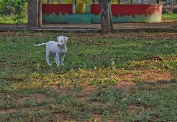 緑の背景を背景に公園に立つかわいい白い子犬の選択的な焦点画像 — ストック写真
