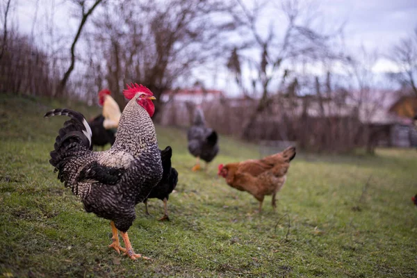 Flock Free Range Chickens Foraging Grasses Farm — Fotografia de Stock