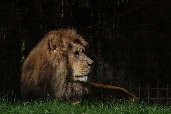 African Lion Lying Grass Zoo — Foto de Stock