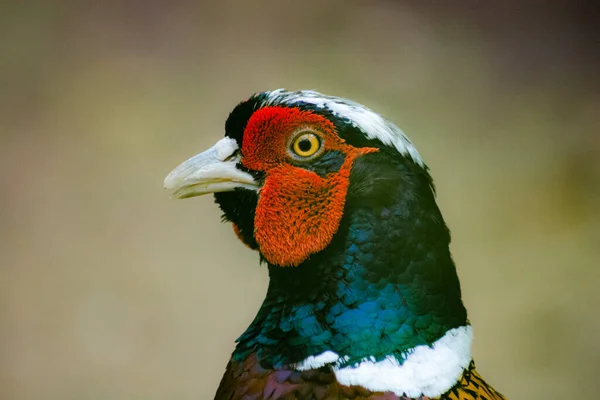 Closeup Shot Ring Necked Pheasant — Φωτογραφία Αρχείου