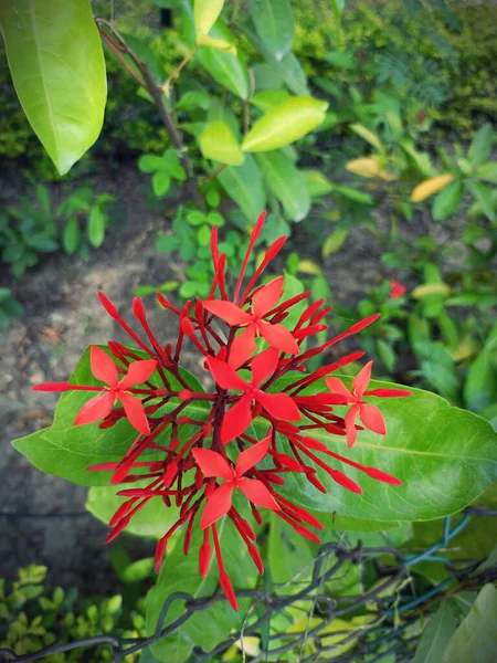 Close Shot Red Ixora Chinensis Flowers Grown Garden — стоковое фото