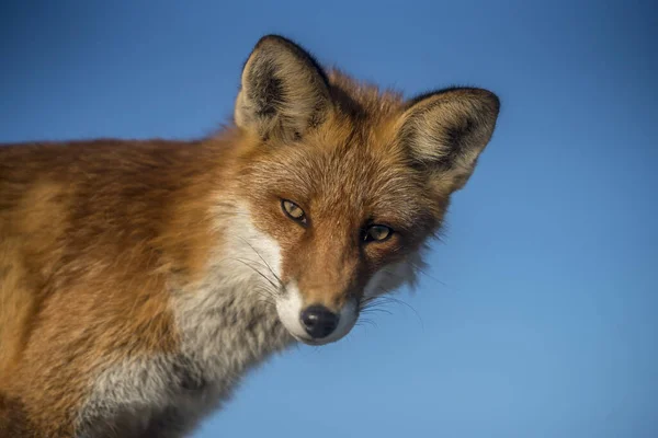 Αλεπού Στην Προβλήτα Στο Hirtshals Δανία — Φωτογραφία Αρχείου