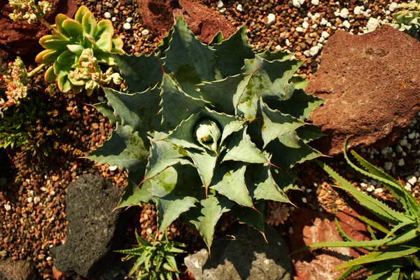 Selective Cactus Plant Garden — стоковое фото