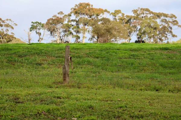 Una Hermosa Vista Del Campo Hierba Verde Fresco —  Fotos de Stock