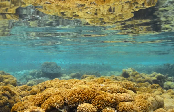 Μια Υποβρύχια Άποψη Των Κοραλλιογενών Υφάλων Και Διαφανές Νερό — Φωτογραφία Αρχείου