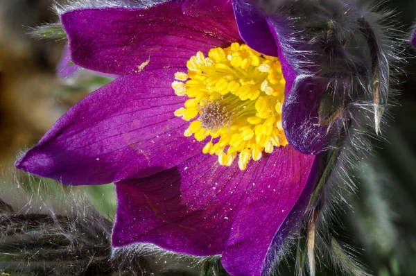 Closeup Shot Violet Pasque Flower Growing Garden — Photo