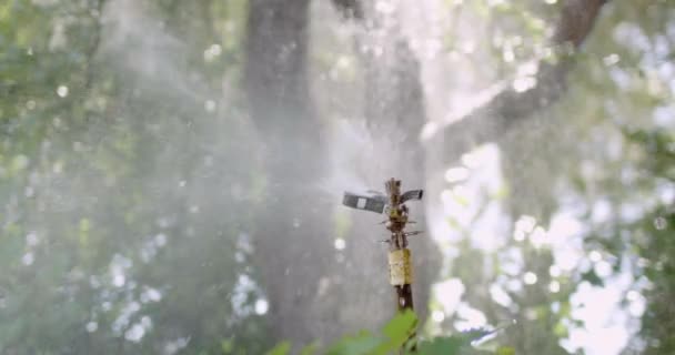 Aspersor Agua Parque — Vídeo de stock