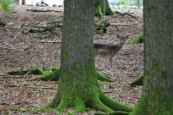 Cute Little Deer Mossy Tree Trunk Noticed Camera Wild Forest — Stock Fotó