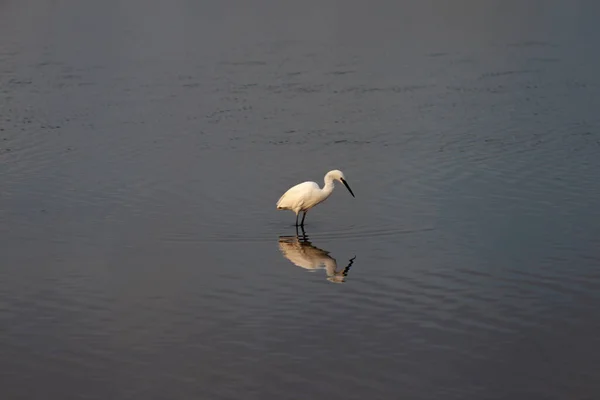Closeup Shot Little Egret Water — 图库照片
