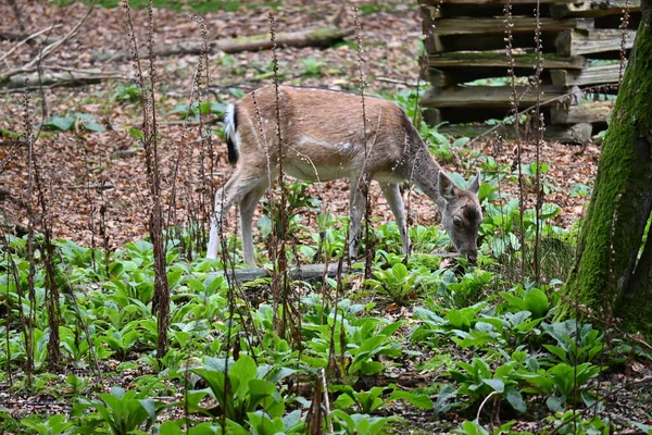 Cute Little Deer Eating Plants Wild Forest — Stockfoto