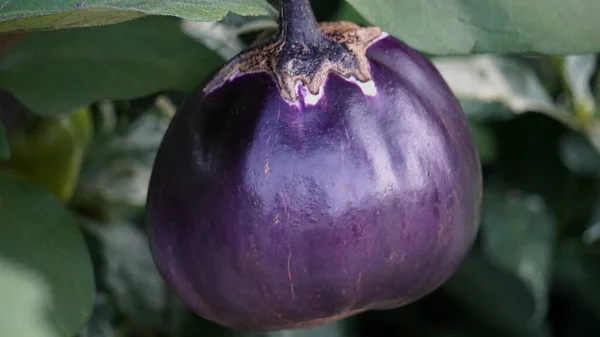 Beautiful Closeup View Barbarella Eggplant — Stockfoto