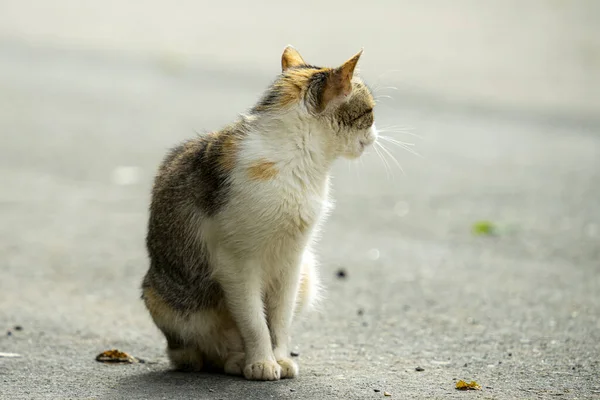 Stray Cat Sitting Asphalt — Photo