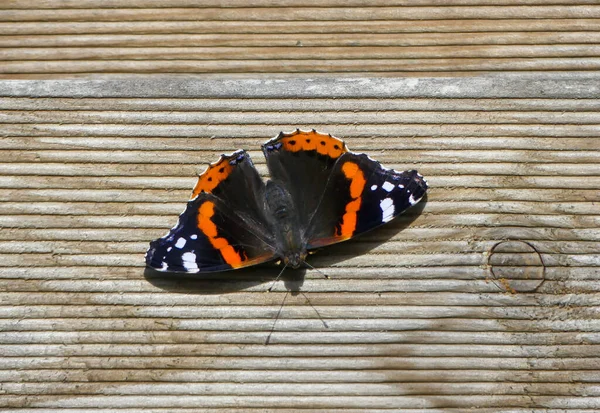 Top View Admiral Butterfly Wooden Surface — стоковое фото