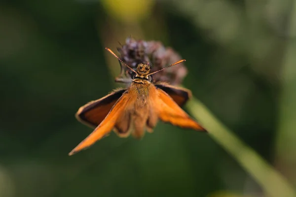Μια Επιλεκτική Φωτογραφία Μιας Πορτοκαλί Πεταλούδας Ένα Φυτό — Φωτογραφία Αρχείου
