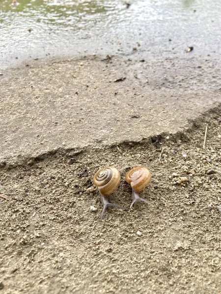 Vertical Shot Snails Rain Chiang Mai Thailand — стоковое фото