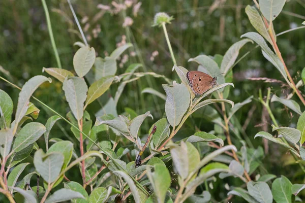 Closeup Shot Beautiful Orange Butterfly Plant — 스톡 사진