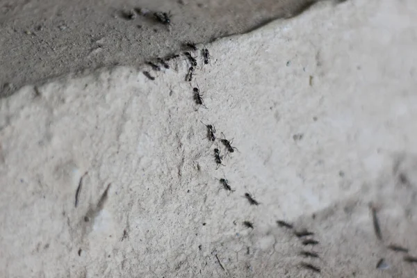 Closeup Shot Line Ants Crawling Stone Surface — Stok Foto
