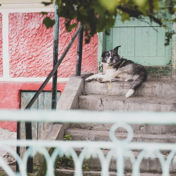 Husky Lying Stairs Entrance Rural House — Photo