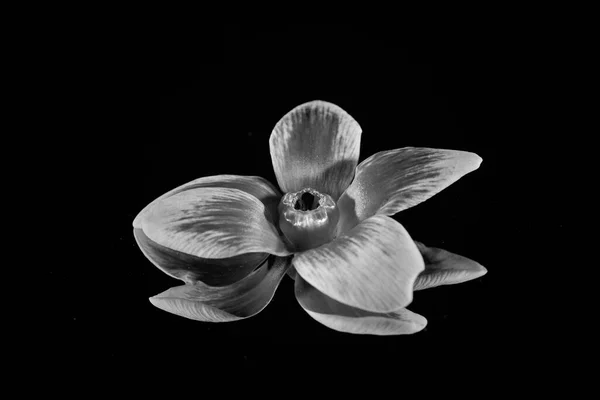 Closeup Shot Orchid Flower Isolated Black Background Grayscale — Foto de Stock