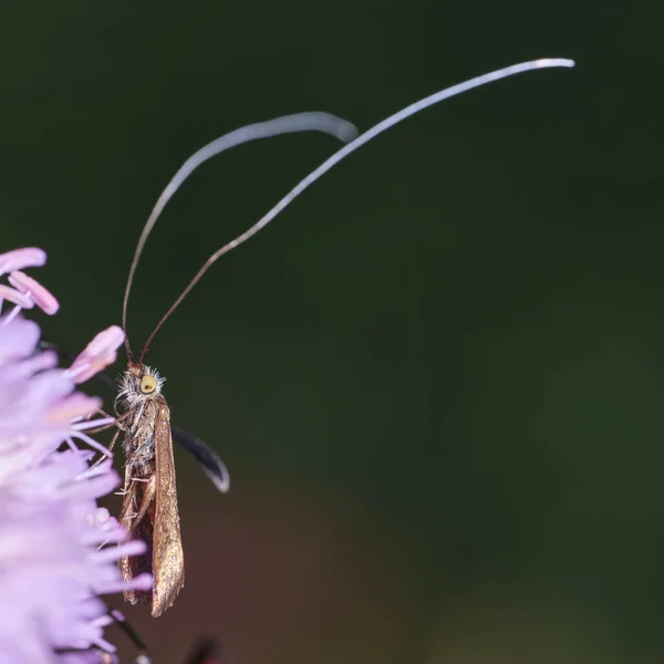 Selective Focus Shot Moth Pink Flower — стоковое фото