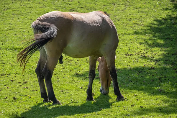 Horse Grazing Sunny Field — Stok fotoğraf