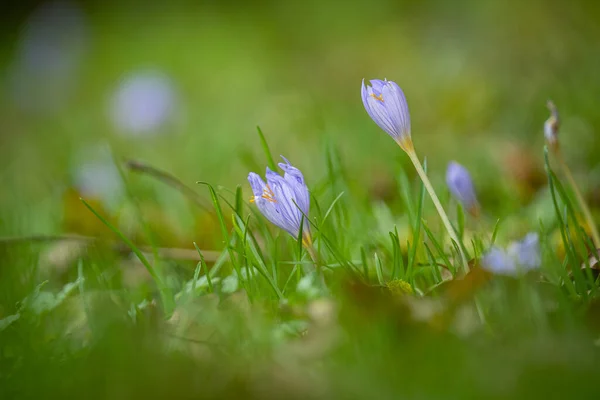 Closeup Shot Purple Crocus Flowers Green Blurred Background — Foto de Stock