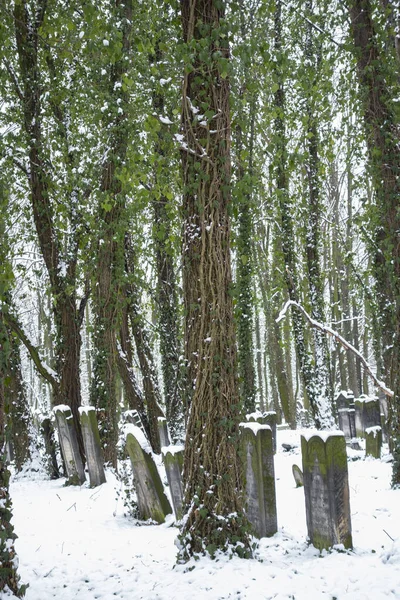 Varşa Poland Şubat 2016 Polonya Nın Varşova Kentinde Karla Kaplı — Stok fotoğraf