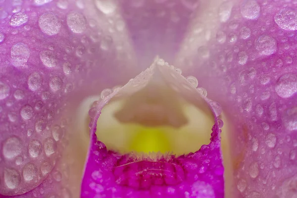 Primer Plano Los Pétalos Una Orquídea Rosa — Foto de Stock