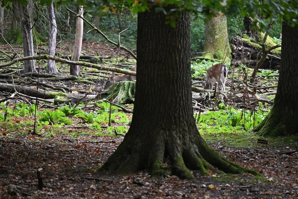 Cute Little Deer Walking Mossy Tree Trunks Wild Forest — Zdjęcie stockowe