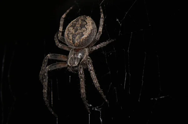 Closeup Spider Spiderweb Black Background — Stock fotografie