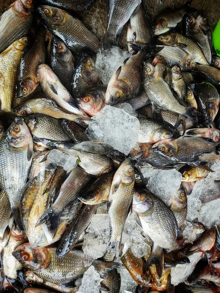 Closeup Shot Raw Fish Seafood Market — Stock fotografie