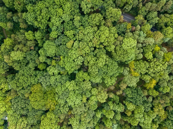 Aerial View Dense Green Forests — ストック写真