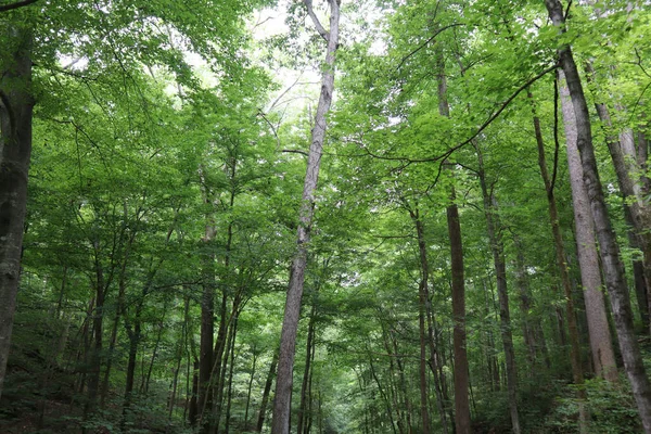 Low Angle Shot Vibrant Green Wooded Area Usa — Stockfoto