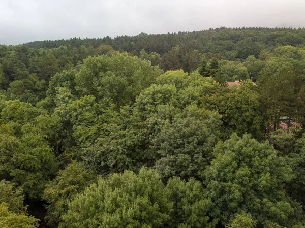 Aerial View Dense Green Forests — Zdjęcie stockowe