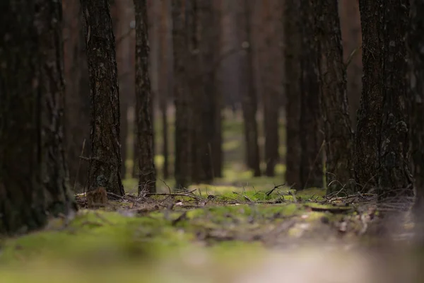 Стежка Лісі Серед Старих Високих Дерев Похмурий День — стокове фото