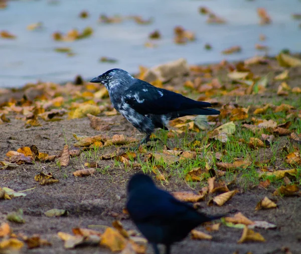Nahaufnahme Von Zwei Dohlenvögeln Mit Flecken Auf Dem Boden — Stockfoto
