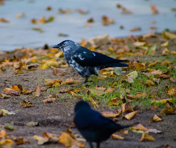 Närbild Skott Två Jackdaw Fåglar Med Fläckar Promenader Marken — Stockfoto