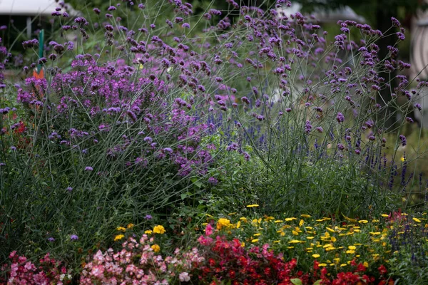 Closeup Shot Growing Purpletop Vervain Plants Garden — 图库照片