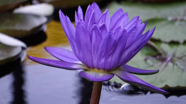 Beautiful Closeup View Blue Lotus — Stok fotoğraf
